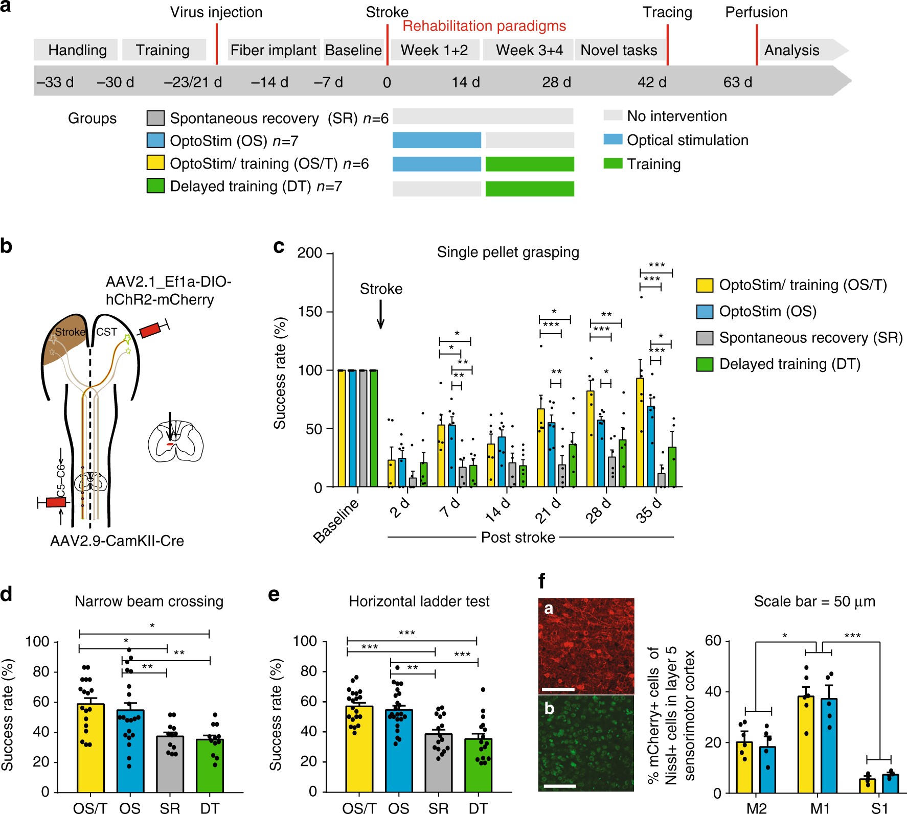 Optogenetically stimulating the intact corticospinal tract post-stroke restores motor control through regionalized functional circuit formation